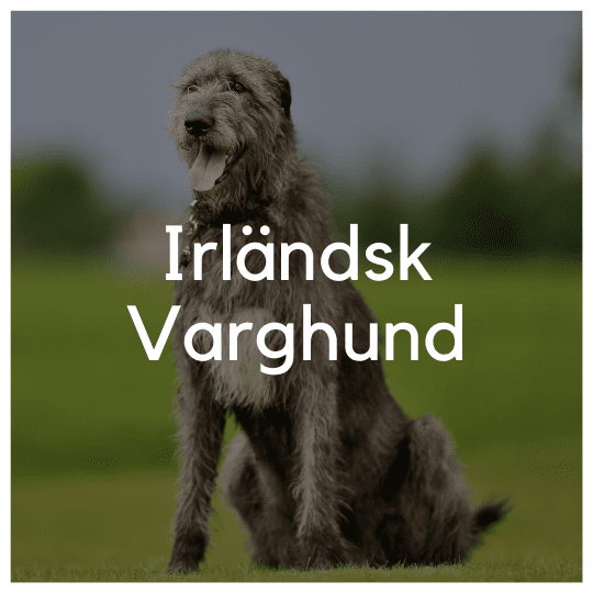 Irländsk Varghund - Liwa Design