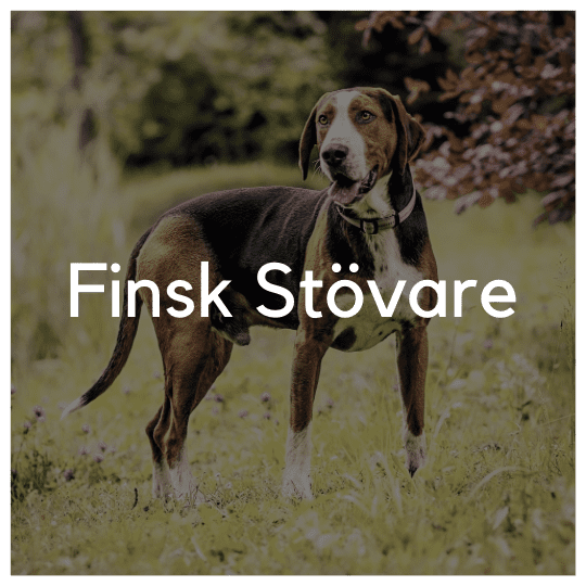 Finsk Stövare - Liwa Design