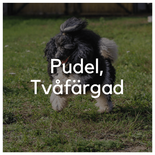 Pudel, Tvåfärgad - Liwa Design