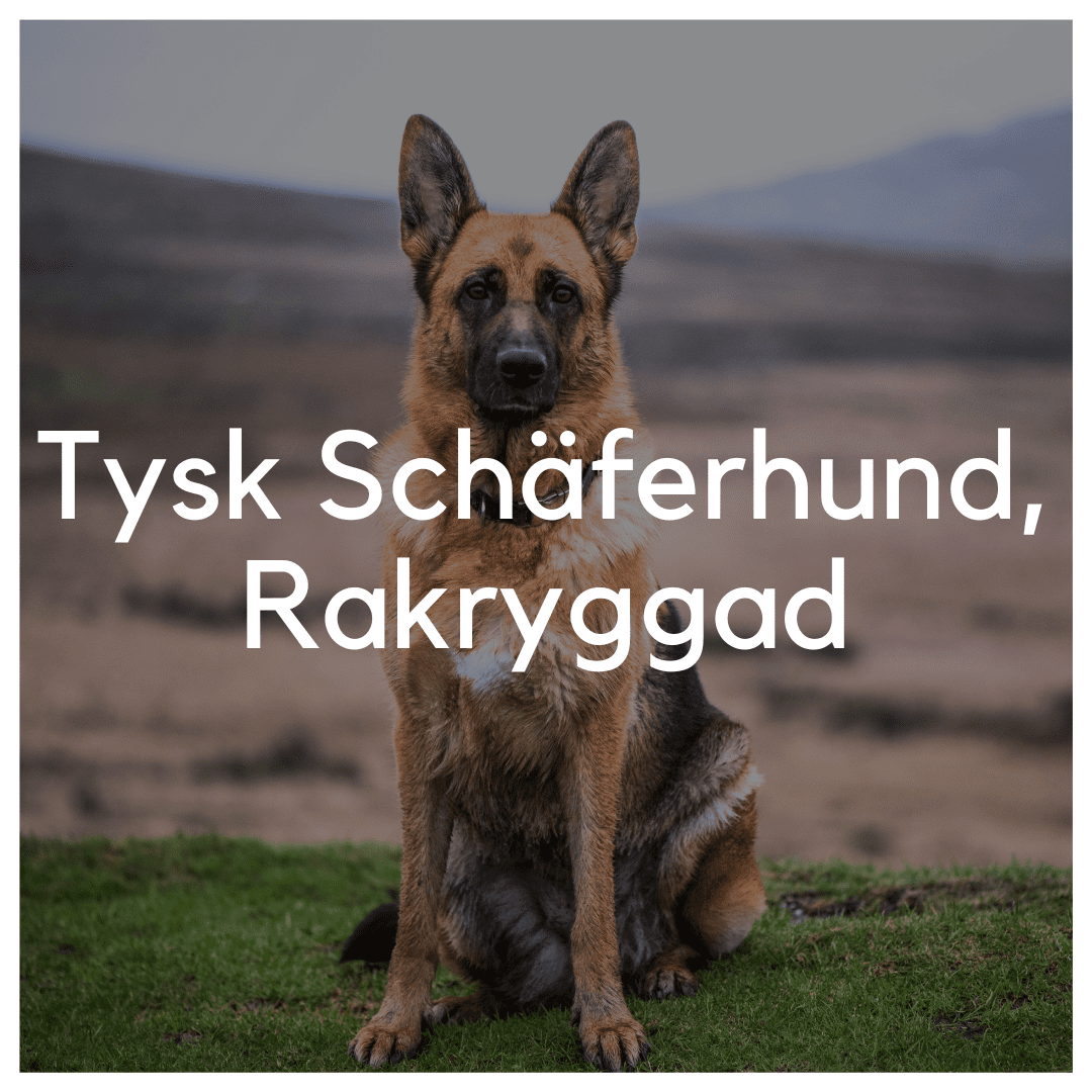 Tysk Schäferhund - Rakryggad - Liwa Design