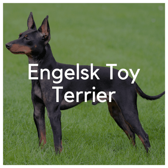 Engelsk Toy Terrier - Liwa Design