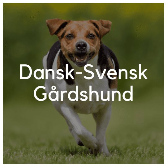 Dansk-svensk Gårdshund - Liwa Design