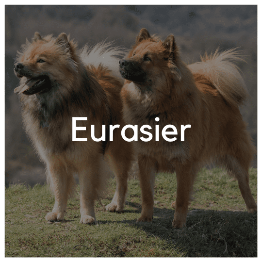 Eurasier - Liwa Design