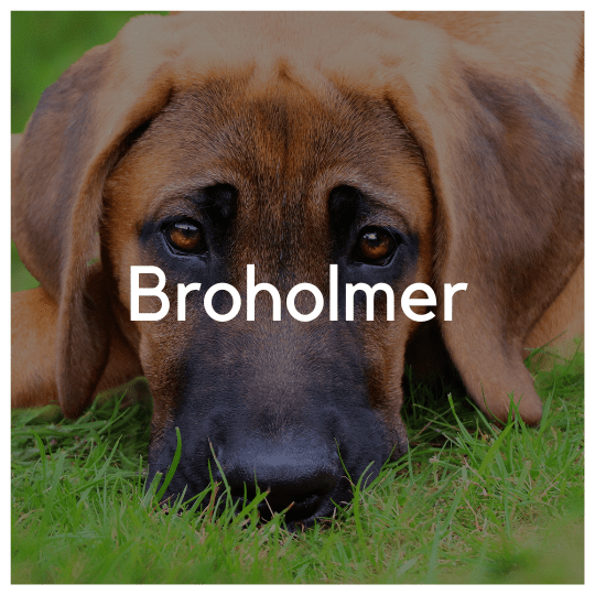 Broholmer - Liwa Design