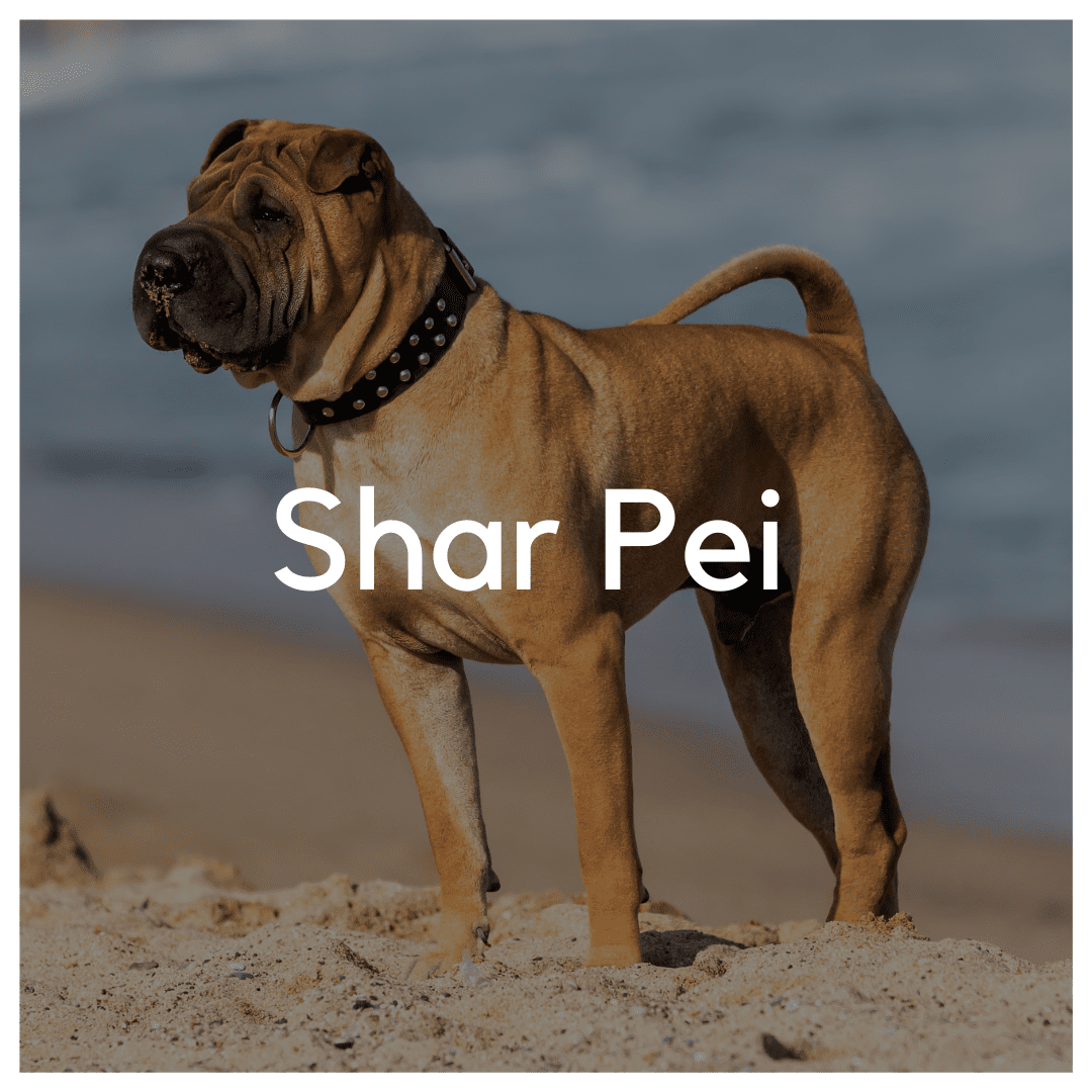 Shar Pei - Liwa Design