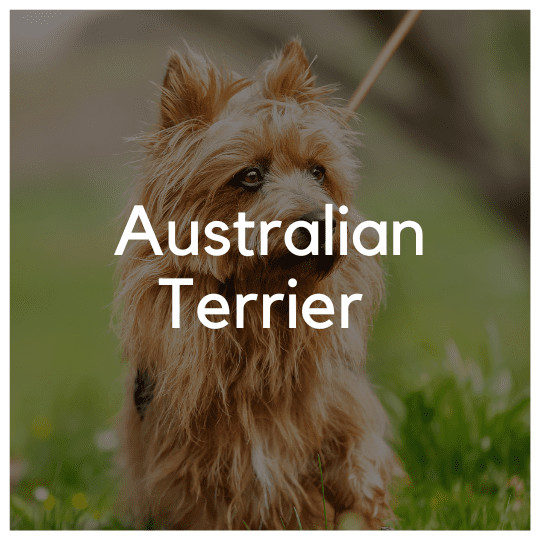 Australisk Terrier - Liwa Design