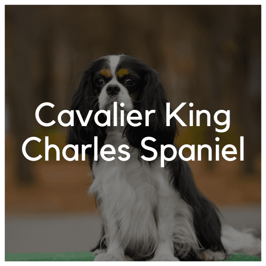 Cavalier King Charles Spaniel - Liwa Design