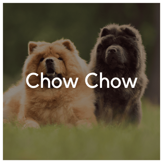Chow Chow - Liwa Design