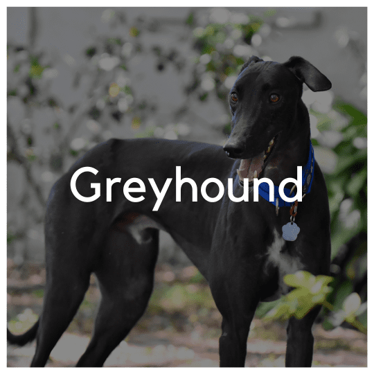 Greyhound - Liwa Design