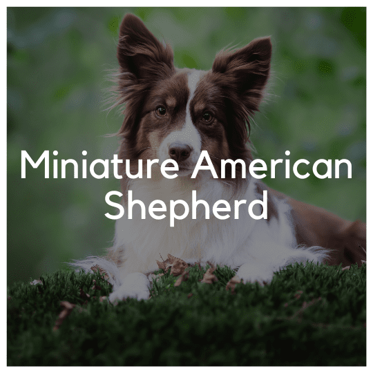 Miniature American Shepherd - Liwa Design