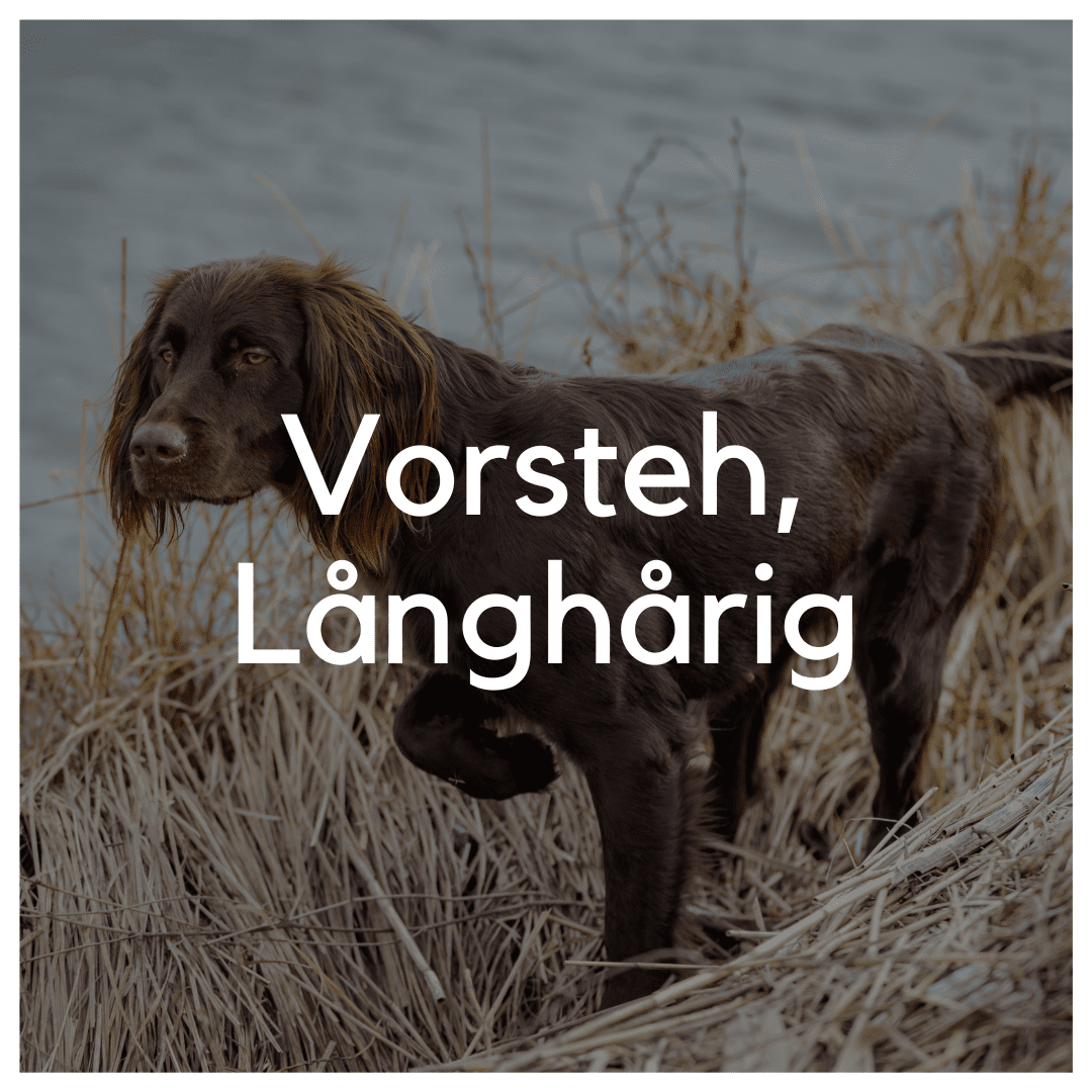 Vorsteh, Långhårig - Liwa Design