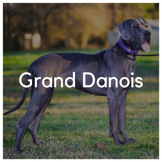 Grand Danois - Liwa Design