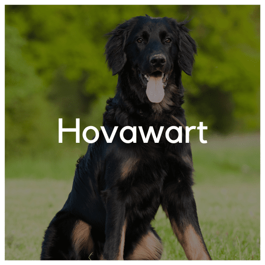 Hovawart - Liwa Design