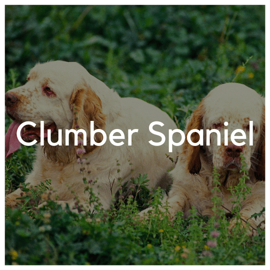 Clumber Spaniel - Liwa Design