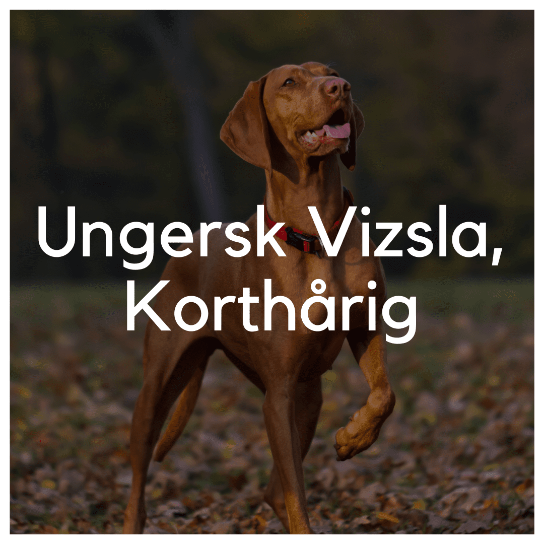 Ungersk Vizsla, Korthårig - Liwa Design