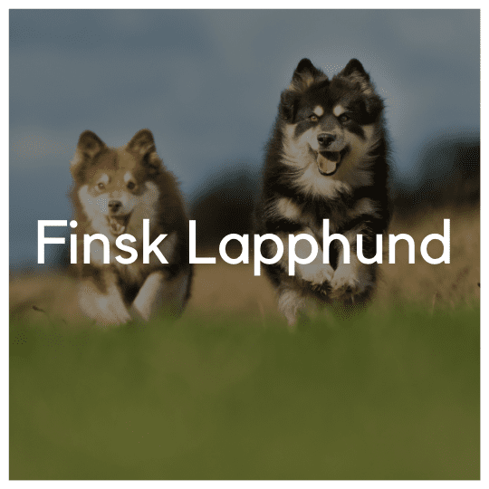 Finsk Lapphund - Liwa Design