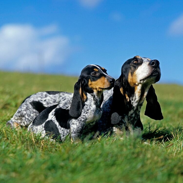 Tygkasse Basset Bleu De Gascogne