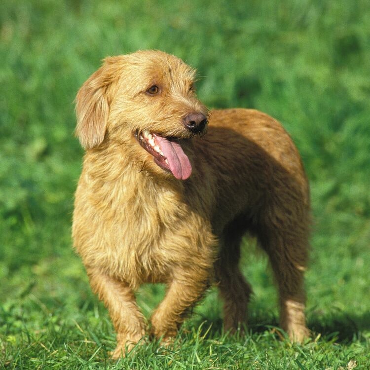 Tygkasse Basset Fauve De Bretagne