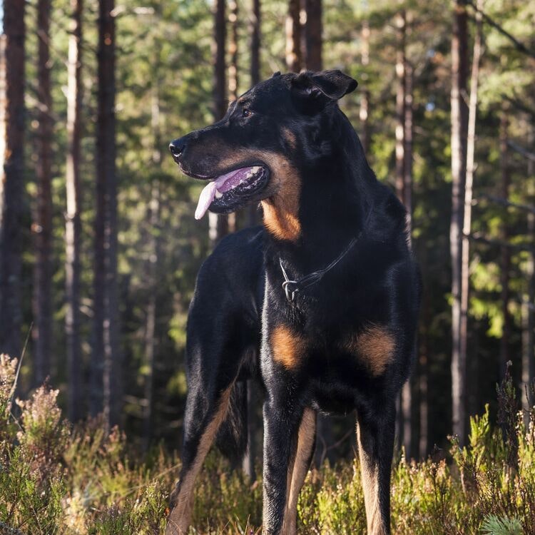 Tygkasse Beauceron