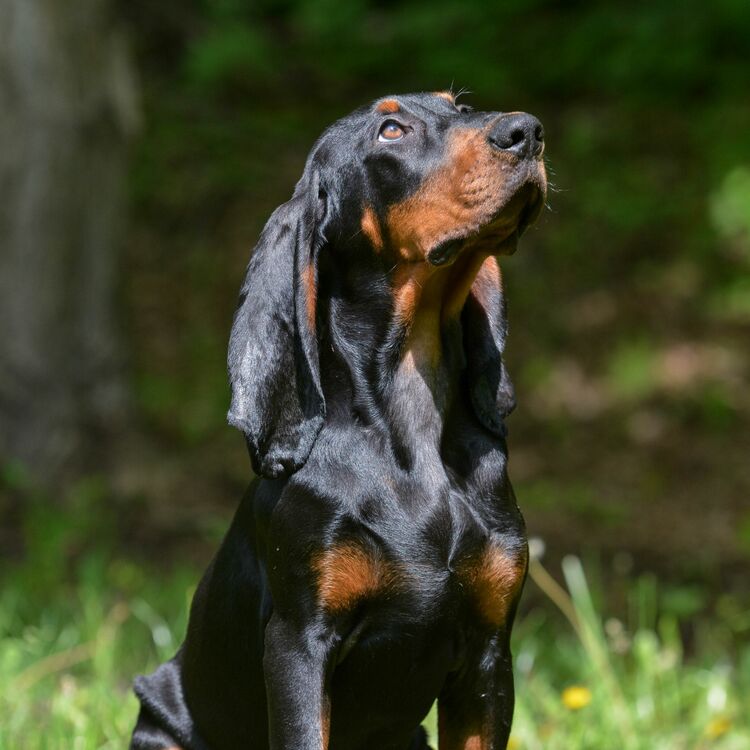 Tygkasse Black And Tan Coonhound