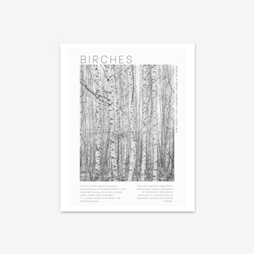 Birches - Foto Poster