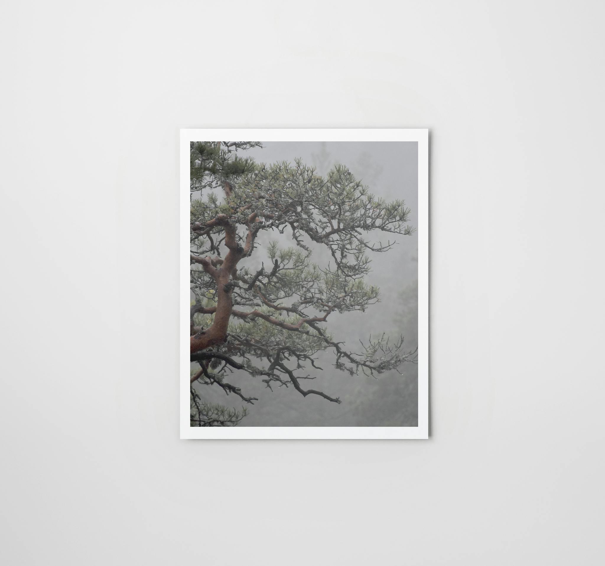 Nordic Bonsai I - Foto Print