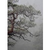 Nordic Bonsai I - Foto Print