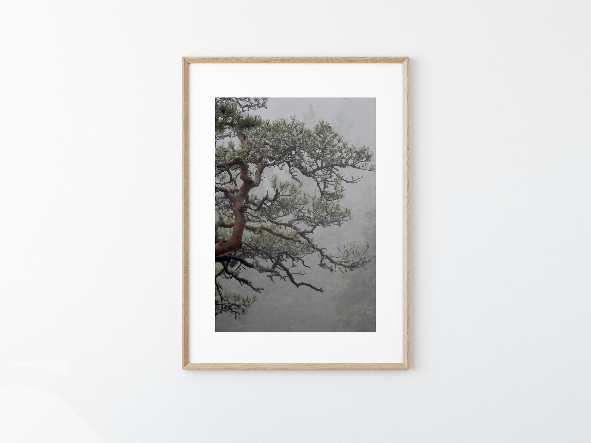 Nordic Bonsai I - Foto Print