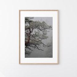 Nordic Bonsai I - Foto Print