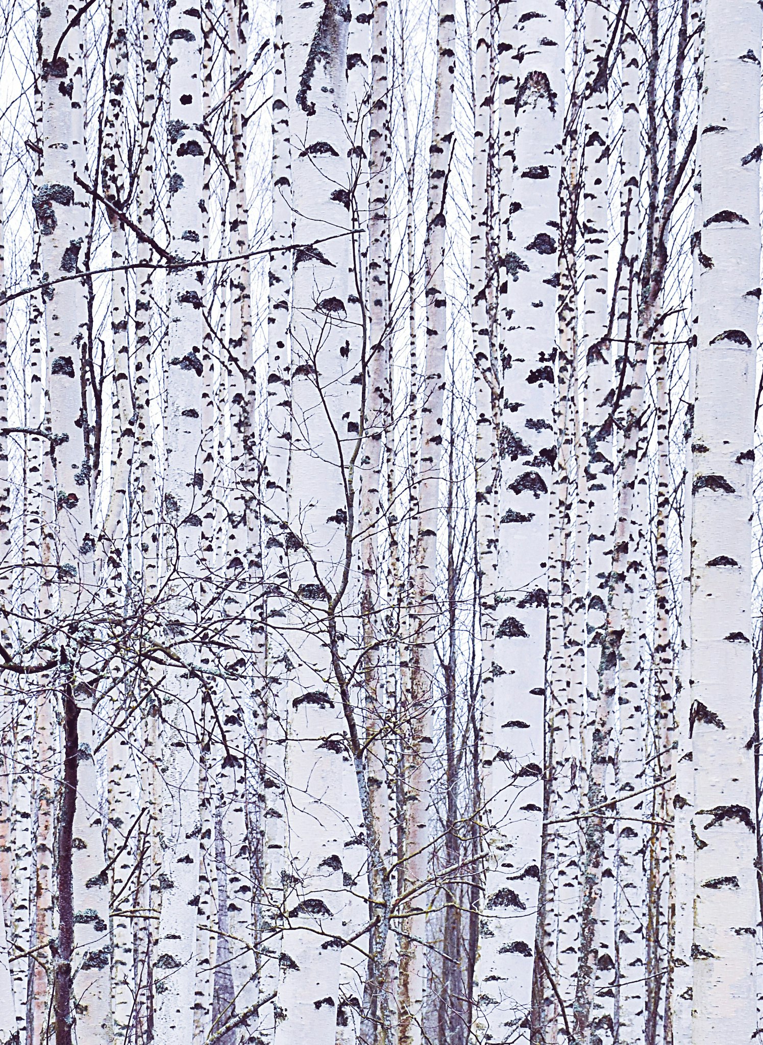 Birches, Birches