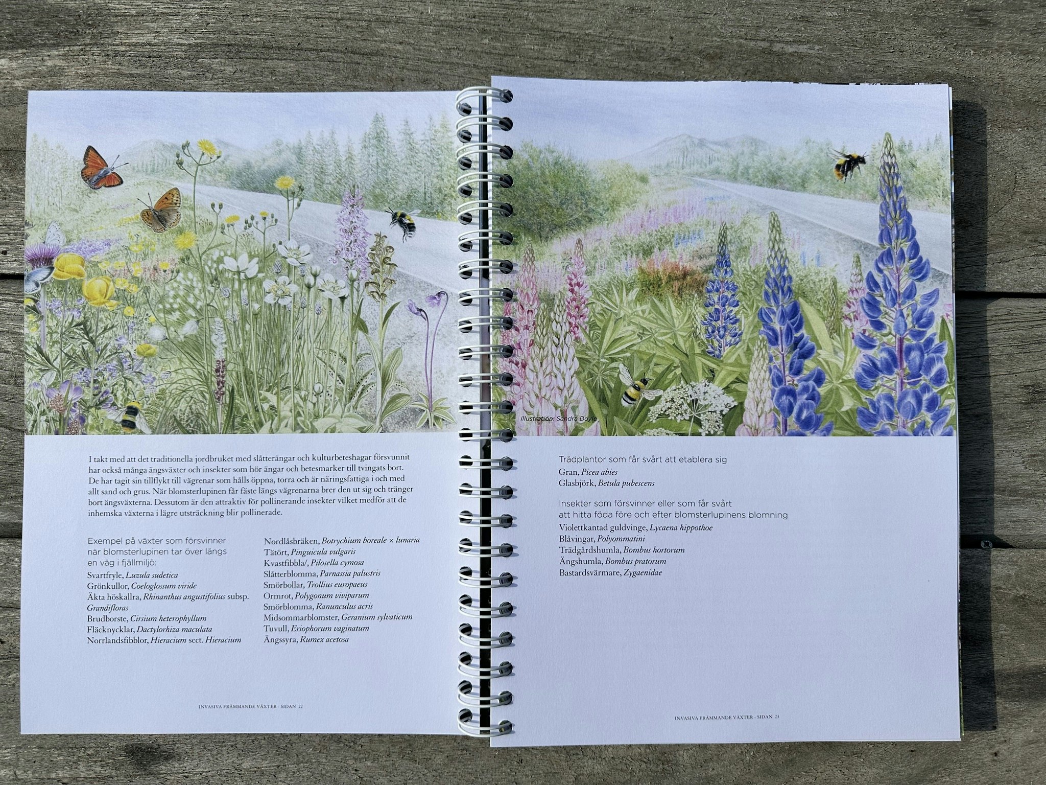 Invasiva främmande växter - och hur den biologiska mångfalden påverkas