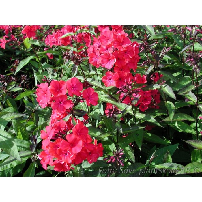 Höstflox - *Starfire* - Phlox paniculata