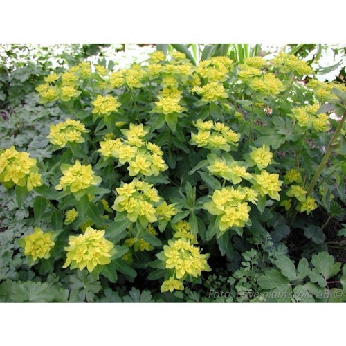 Gulltörel - *Euphorbia polychroma (epithymoides)*