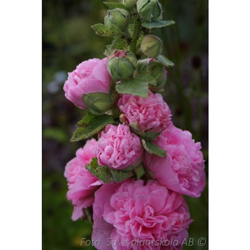 Stockros *Pleniflora Rosa* - Alcea rosea