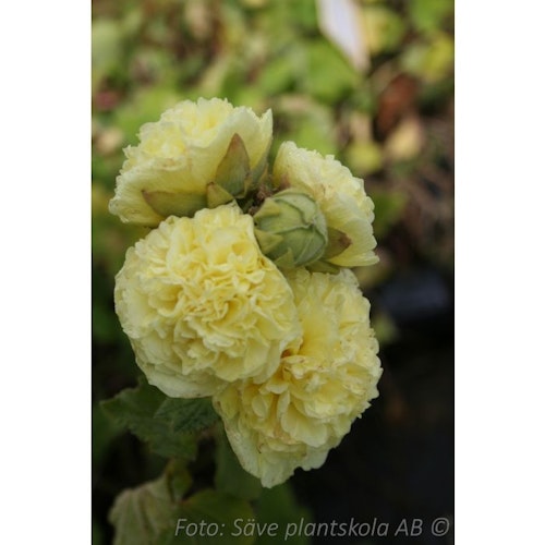 Stockros *Pleniflora Gul* - Alcea rosea