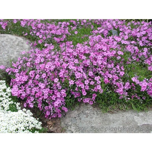 Mossflox *Purple Beauty* - Phlox subulata