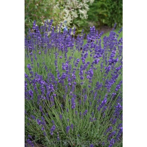 Lavendel *Hidcote Blue* - Lavandula angustifolia