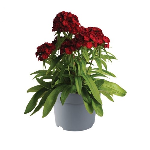 Borstnejlika *Crimson* - Dianthus barbatus
