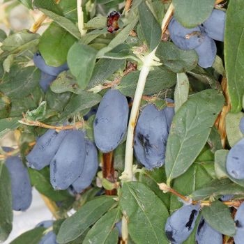 Blåbärstry "Hela säsongen" - två tidiga, två mellan och två sena