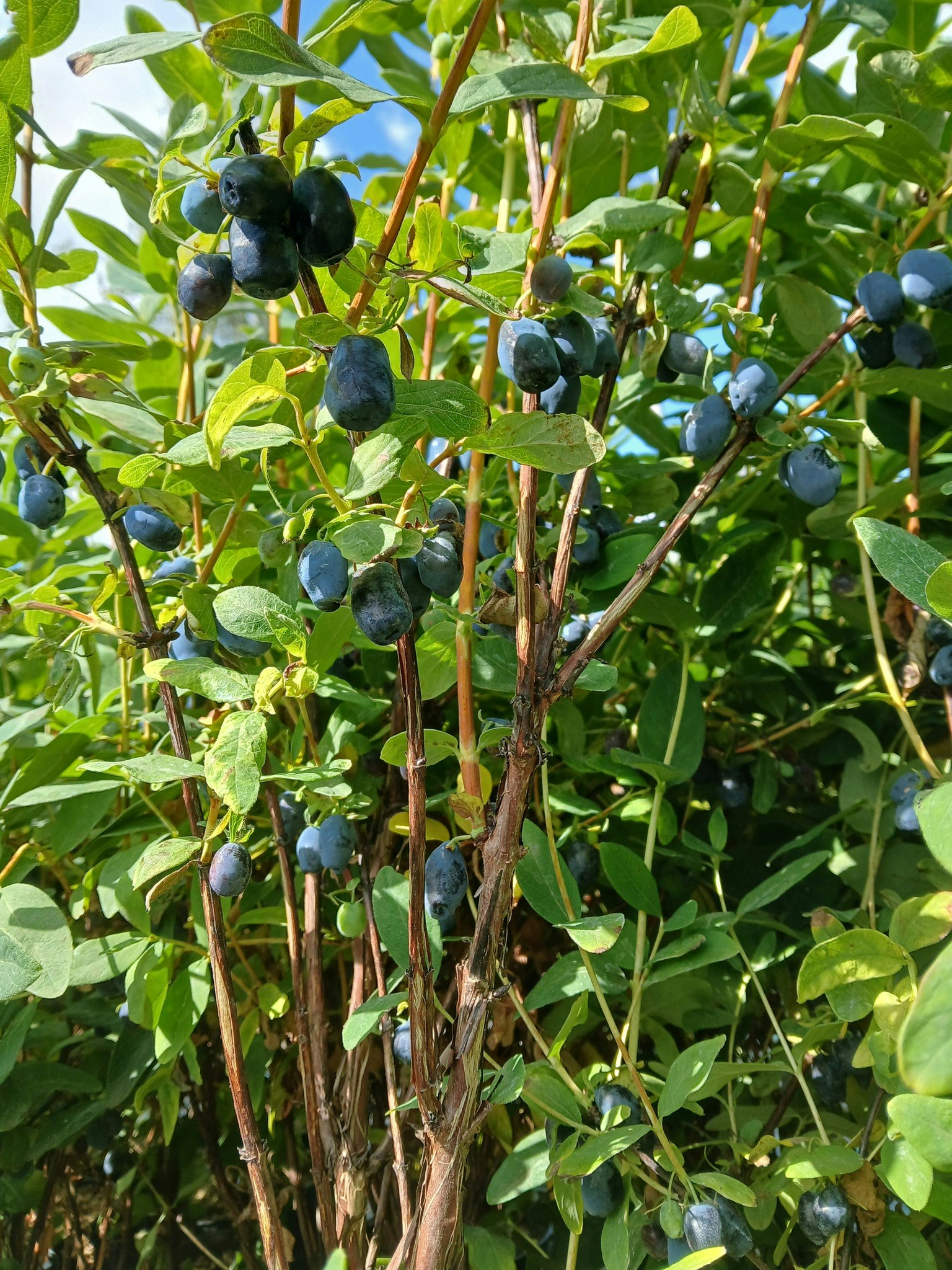 Blåbärstry "Blue Treasure"
