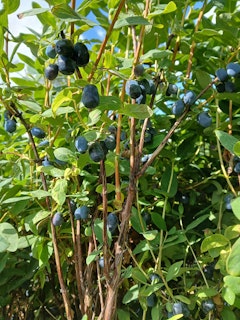 Blåbärstry "Blue Treasure"