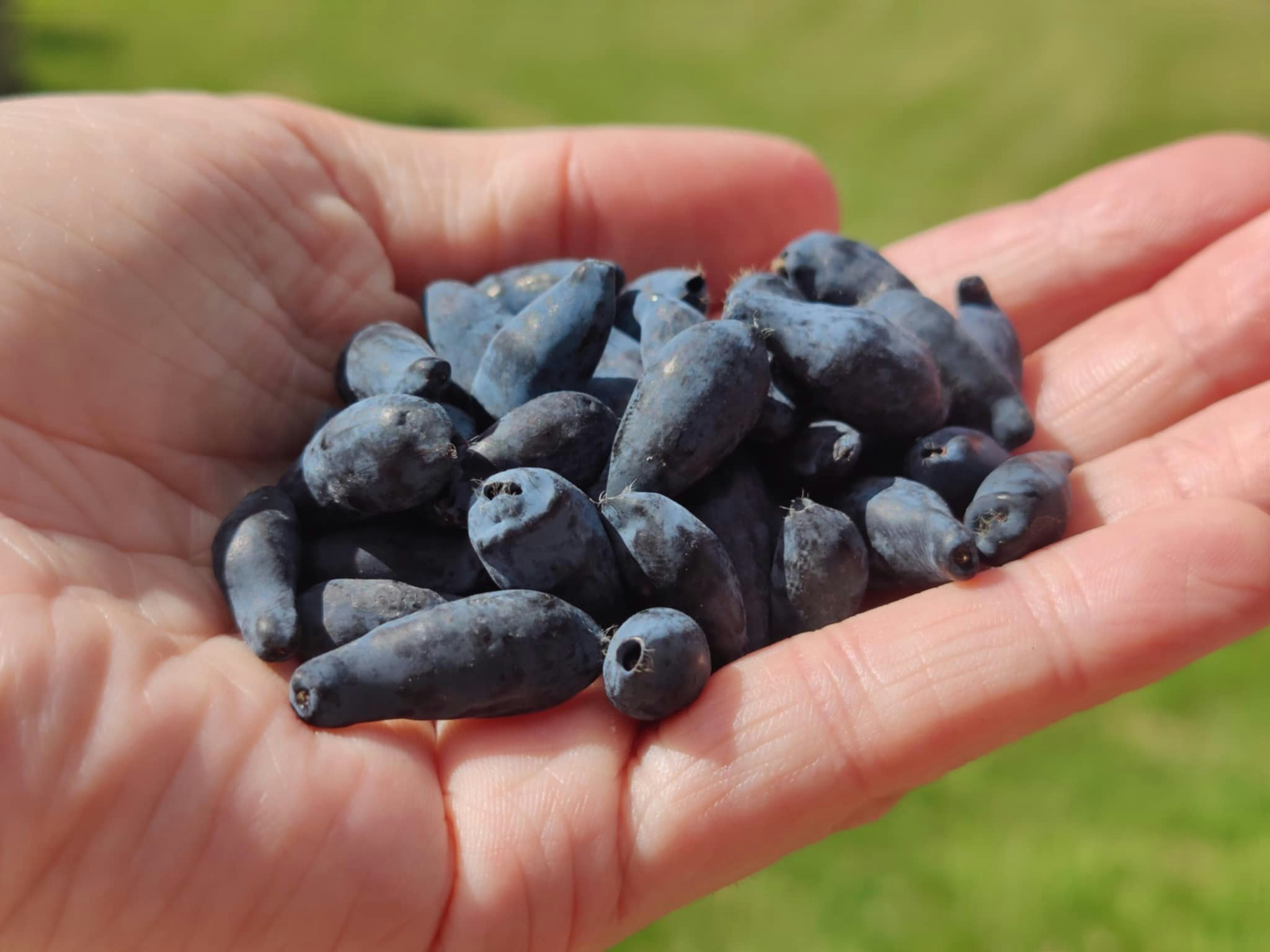 Blåbärstry "Blue Rock / Sinij Utes"