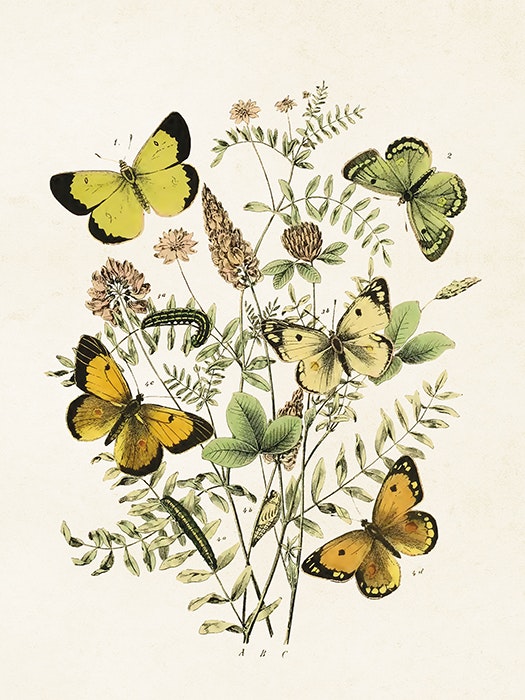 Poster "Fjärilar"