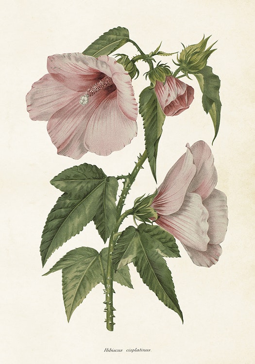 Poster "Hibiscus"