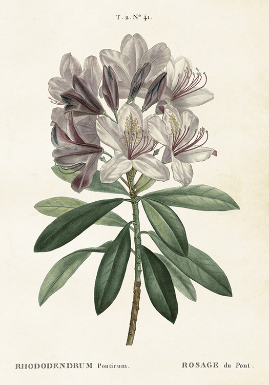 Poster "Rhododendron"