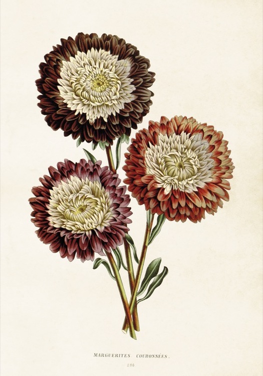Poster Chrysantemum