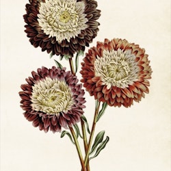Poster Chrysantemum