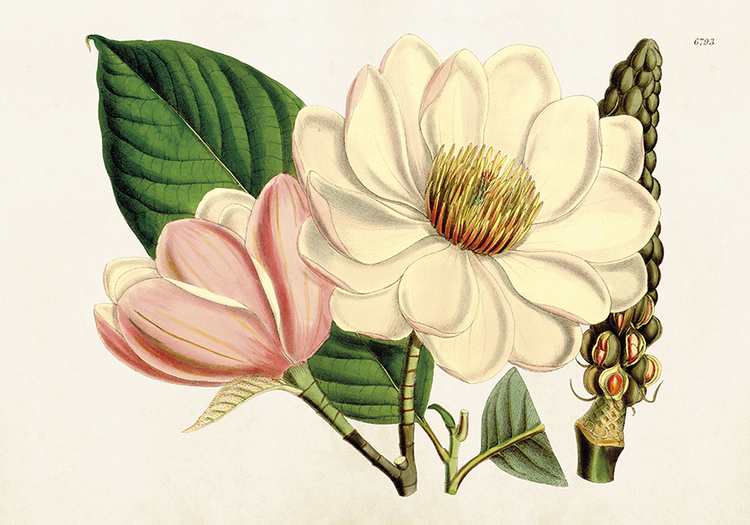 Poster "Magnolia"
