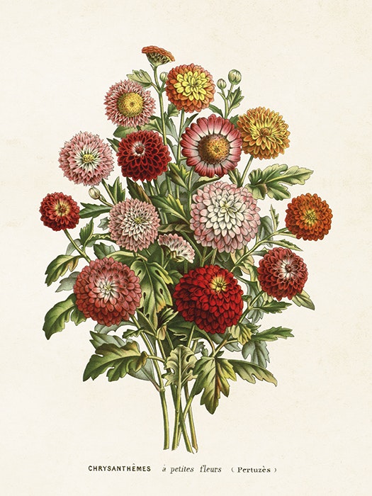 Poster "Chrysantemum"
