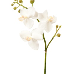 Phalaenopsis kvist